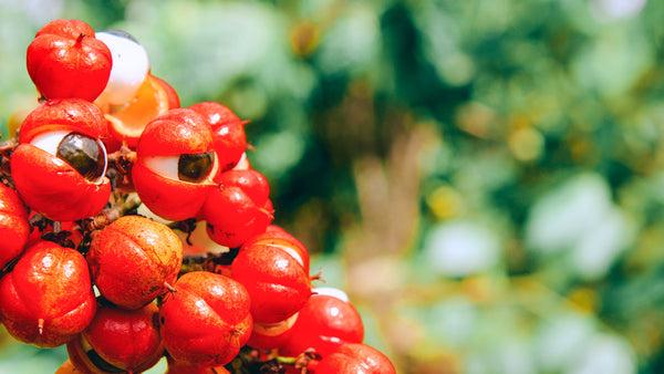 Laat koffie links liggen, krijg een natuurlijk boost met guarana
